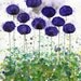 Upward Slope -- Purple Flowers -- Giclee Print 8x10