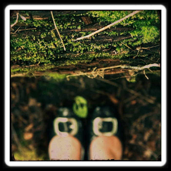 landscape photography - fine art nature photograph by Kelly Angard - woodland, forest, leaf, dream, discover