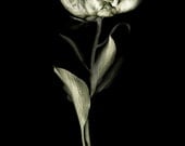 botannica obscura 6...botanical fine art photography by kelly angard