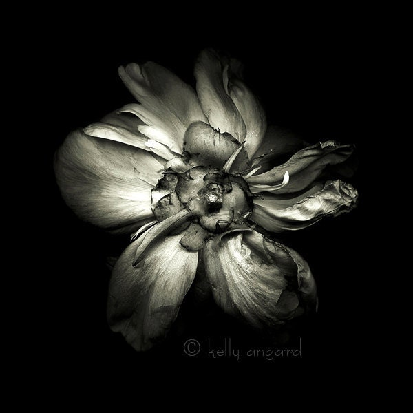 botannica obscura 4...botanical fine art photography by kelly angard - kellya