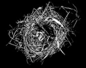 birds nest photograph, home decor wall art, black and white fine art nature print, home nursery decor
