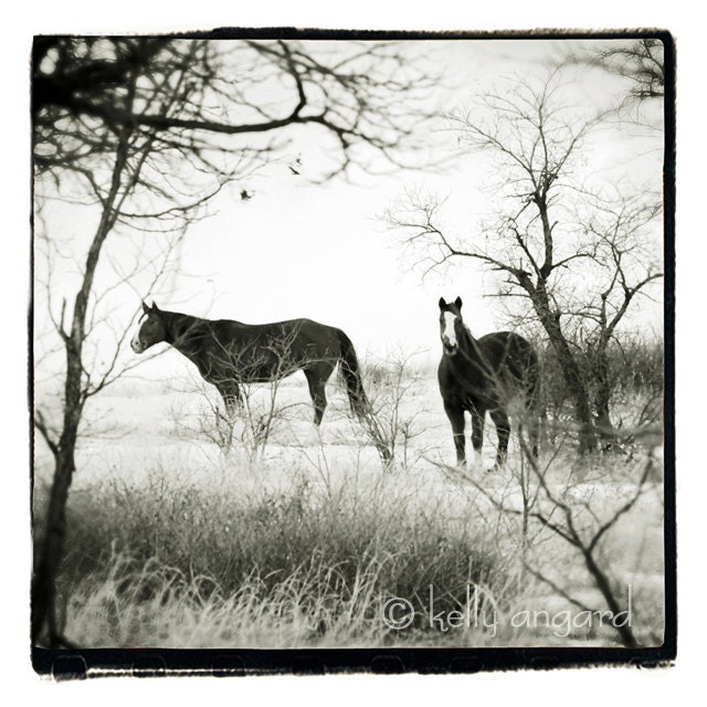 Horse Photography, black and white Horse Photograph - two horses, landscape, woodland, trees