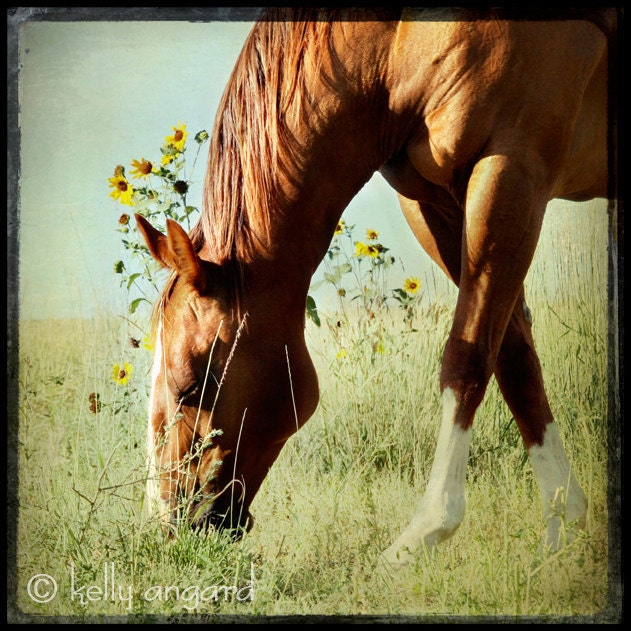 fine art photography - horse photography photograph - 8x8 horse photo - landscape wall decor