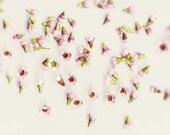 nursery art photography, shabby chic, fine art flower photography, flower, blossoms, floral art, home decor, baby girl