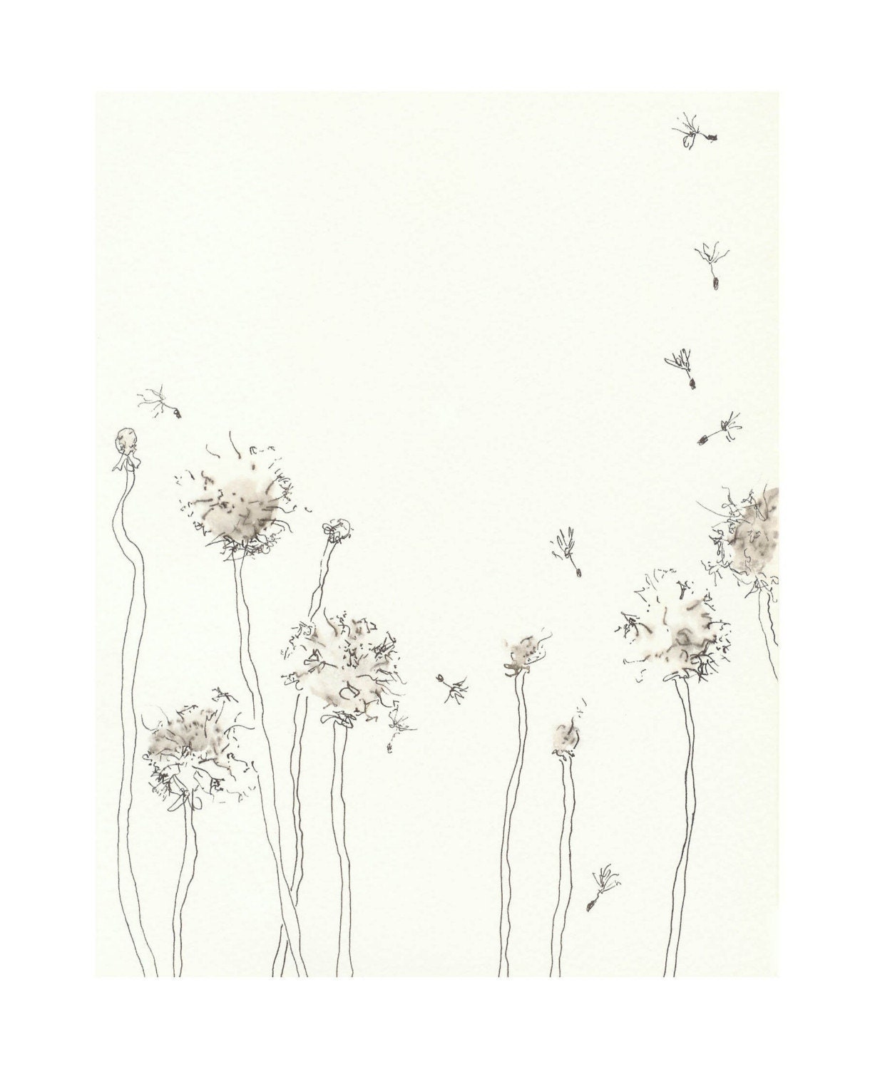 Dandelion Line Drawing