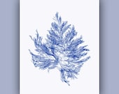 Blue Seaweed Print,  Sea grass  Ocean Flowers, Botanical Art, Pressed seaweed Art, Wall Decor, Mixed Media Original  Print