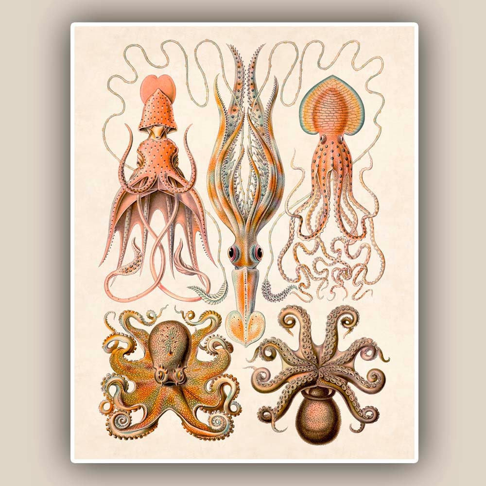 Cephalopods Print, LARGE Vintage illustration, Seaside Prints, Gamochiona Print, Marine Wall Decor,  Nautical art, Print 11'x14'