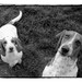 Sterling Silver Basset Hound Necklace - Live Long