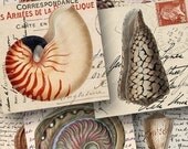 Digital Collage Sheet -- Ocean Seashells on Vintage Postcards in 2 in squares -- piddix 450