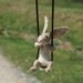 Tiny Rabbit Necklace - needle felted