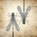6x6 Insect Print - Damselfly
