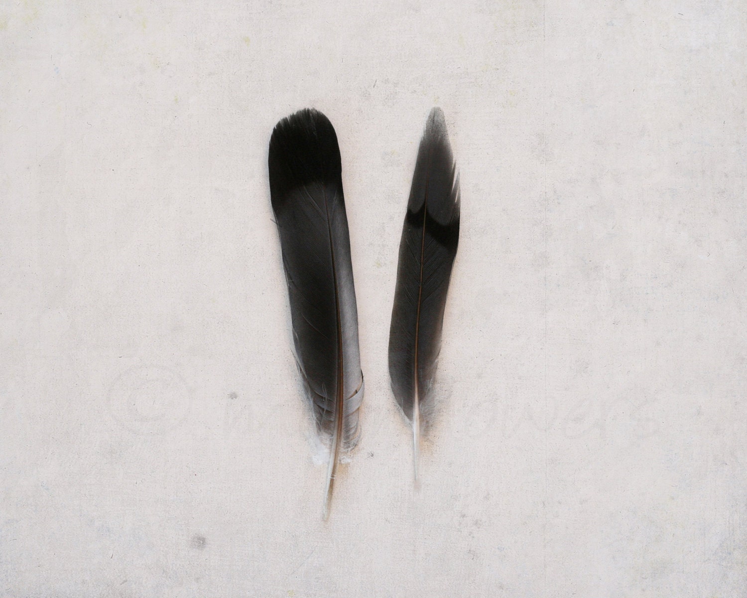 Two Feathers Fine Art 8x10 Print. Natural History. Birds, Nature, Feathers, Texture, Muted, Neutral, Gray Decor