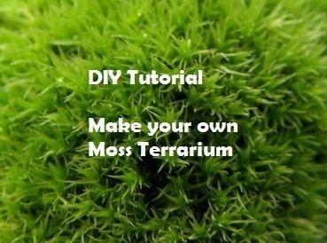 DIY Tutorial Make your Own Moss Terrarium