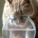 cat and goldfish photograph So You Think You Are Having A Bad Day....