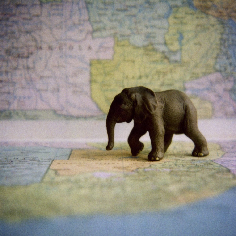 Elephant on Map, 8x8