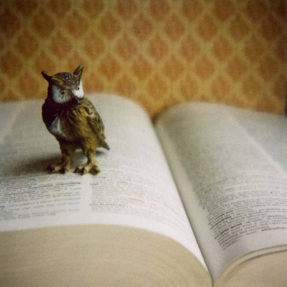 Owl on Page, print