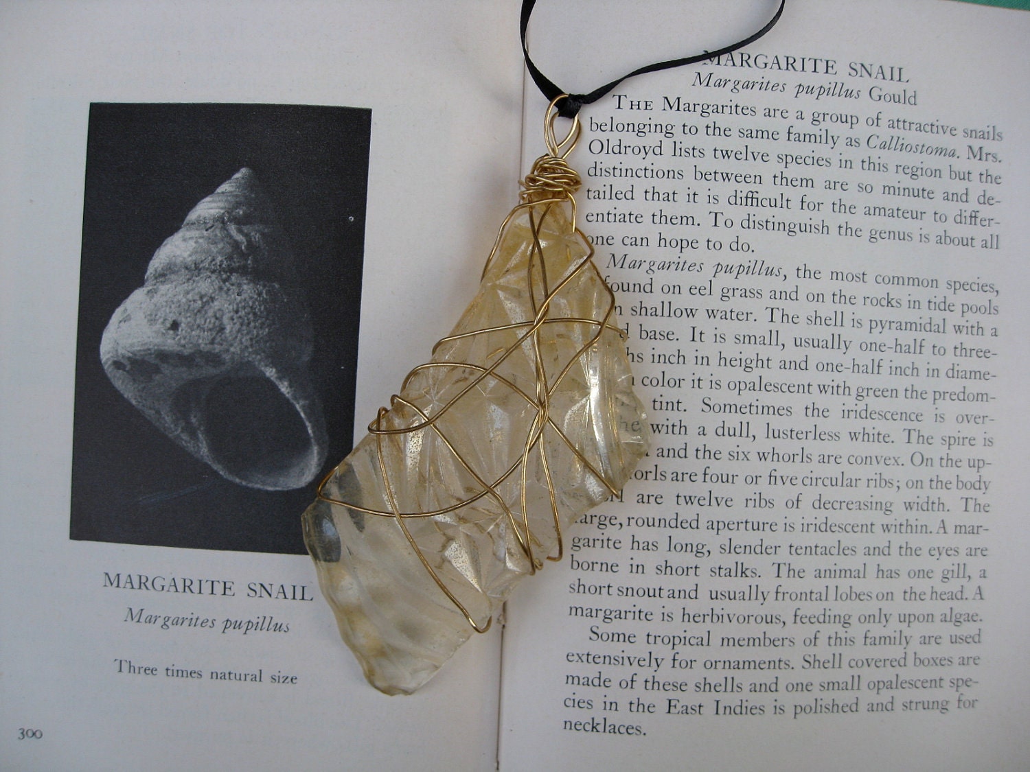 Margarite Snail