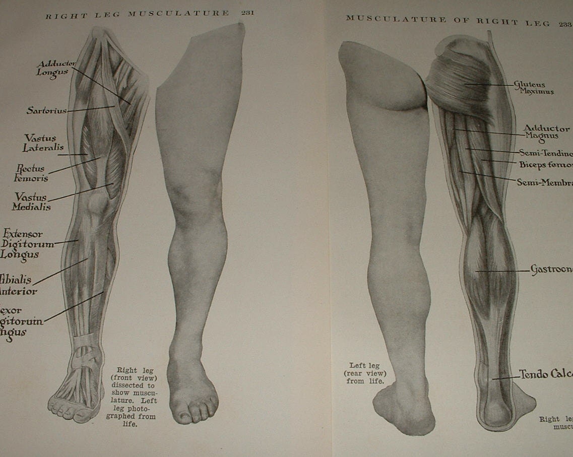 Human Leg Musculature