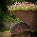 Flowers in Wheelbarrow Photographic Framed Metallic Print 16 x 20"