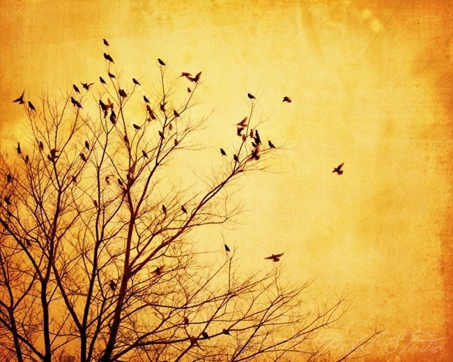 Golden Tree and Birds - silhouette . Fine Art Photograph . Signed 8x10 Print