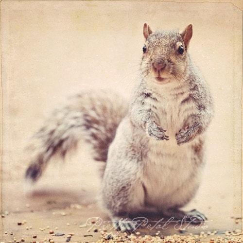 Cute Squirrel Smile . Animal Fine Art Photograph . Winter Art . Creamy Beige Tones . Backyard Critter . Square 8x8 Print