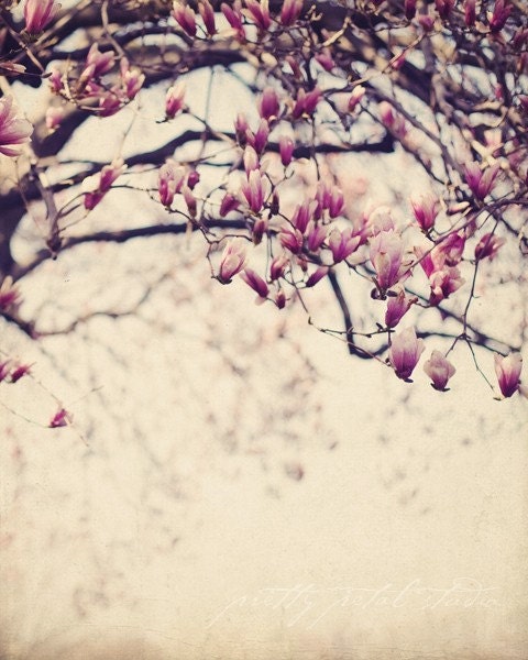 Floral Fine Art Photograph, Magnolia Flowers, Spring, Blooming Tree, Pink, Pastel, Nursery Art, Shabby Chic Art, 8x10 Print