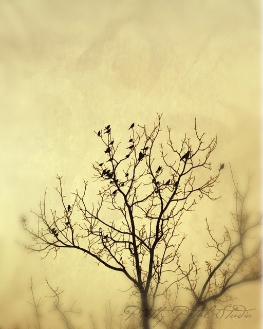 SALE . IN STOCK - Fine Art Photograph . Birds in a Tree . 8x10 Print
