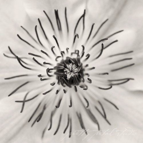 Black and White Photo,  Flower Center, Macro Fine Art Photograph, Botanical Garden, Flora, Abstract . 8x8 Print