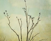 Fine Art Photograph, Tall Winter Tree With Birds,  Silhouette, Bluish Green Tones, Nature Art, Wall Decor,  8x10 Print