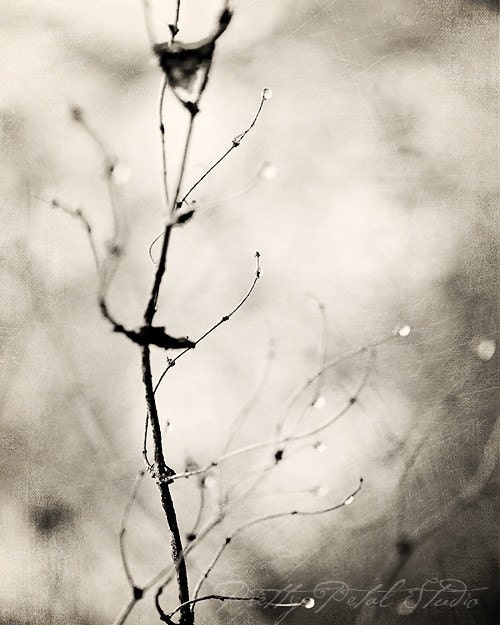 Black and White Fine Art Photograph, Winter Tree Branches with Dewdrops, Mysterious, Woodland Photograph, Gray, Lonely, Winter,  8x10 Print