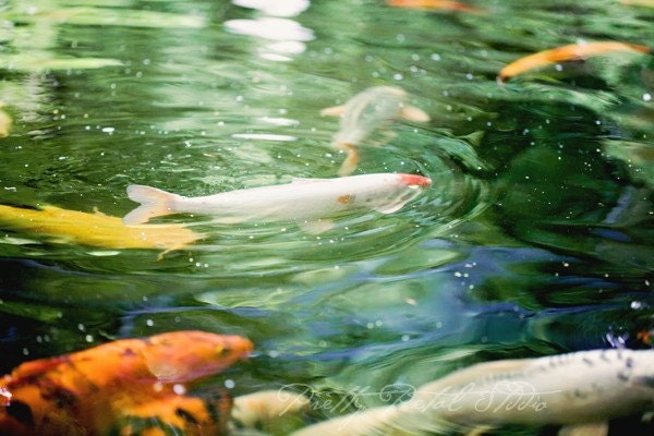 Abstract Fine Art Photograph, Golden Koi Fish, Water, Zen, Home Decor, Wall Art, Swimming, Swirls, Calm, Peaceful, 4x6 Print
