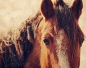 Fine Art Photograph, Brown Horse, Equestrian Art, Animal, Brown Earthy Tones, Golden Hues, 5x7 Photo