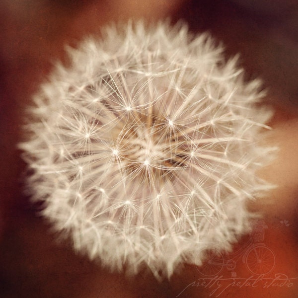 Floral Fine Art Photograph, Macro Print, Romantic Dandelion, Close Up, Amber Tones, Warm Summer, Golden Brown, Square 8x8 Photo