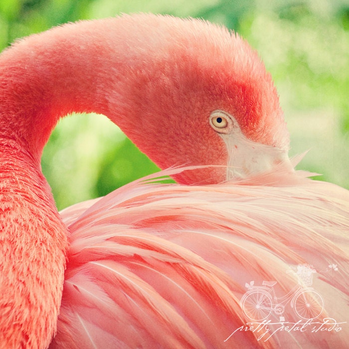 Abstract Fine Art Photograph, Pink Flamingo, Feathers, Zoo, Nuzzle, Coral, Pastel Tone, Bird Lover, Wall Art, Home Decor, Fancy,  8x8 Print