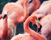 Abstract Fine Art Photograph, Pink Flamingos at the Zoo, Coral, Pastel Tones, Bird Lover, Wall Art, Home Decor, Fancy,  8x8 Print