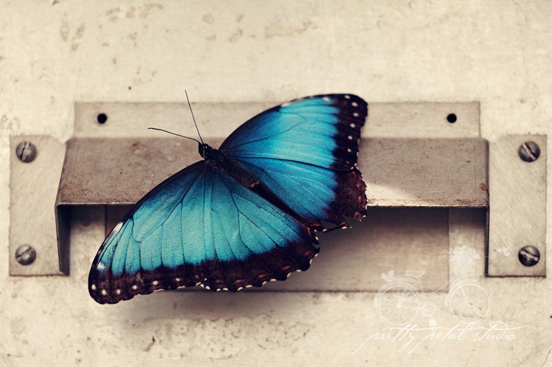 FIne Art Photograph, Blue Morpho Butterfly, Botanical Garden, Shabby Chic Art, WIngs, Flutter, Industrial Background, Home Decor, 8x12 Print