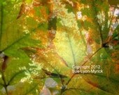 Shine Exposure - Digital Art Print - 9" x 6.75"