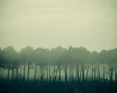 Tree Art Print, Foggy Morning, Misty, Mysterious, Autumn, Fall, Emerald Green Landscape Photograph - Shadows and tall trees - EyePoetryPhotography