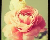 Flower photo, Shabby Chic, Ranunculus, Nature Photography, Vintage TTV - Nostalgia