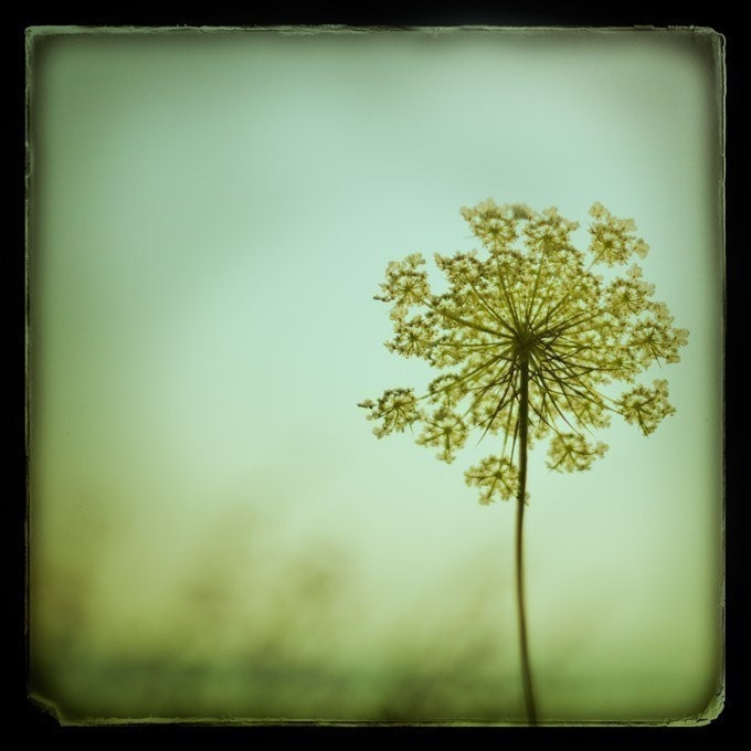 Flower photograph - Simplexity - Fine art flower photography, Queen Anne's Lace, Garden, Vintage TTV, Spring