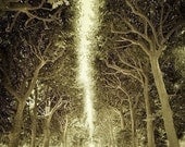 Return - Photograph of Paris - row of trees