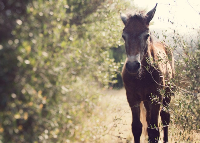 Horse Photos, Nursery Wall Art, Child's Room Decor, Nature Photography, Cute, Foal, Rustic, Spring, Farm - The Foal
