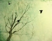 Aerial - 8x10 Fine Art Print
