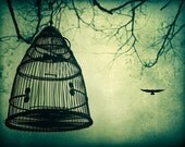 This Bird has Flown - 8x10 Fine Art Print