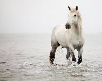 White Horse, Nature Photography, Horse Art, Animal, Water, Wildlife Art Print, Summer, Neutral, Minimal Wall Art - A Heart So White