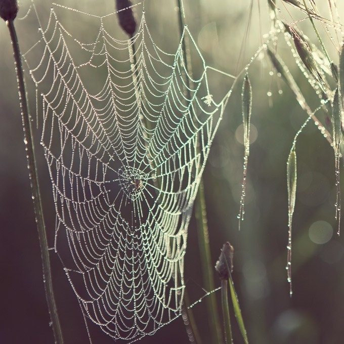 Spider Web, Nature Photography - Pearly dew drops drop - Green, Garden, Spring, Nature, Morning Dew
