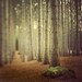 Forest Print , Landscape Photography, Rustic Woodland, Autumn, Fall, Trees, Brown, Rust, Wall Art - It's oh so quiet