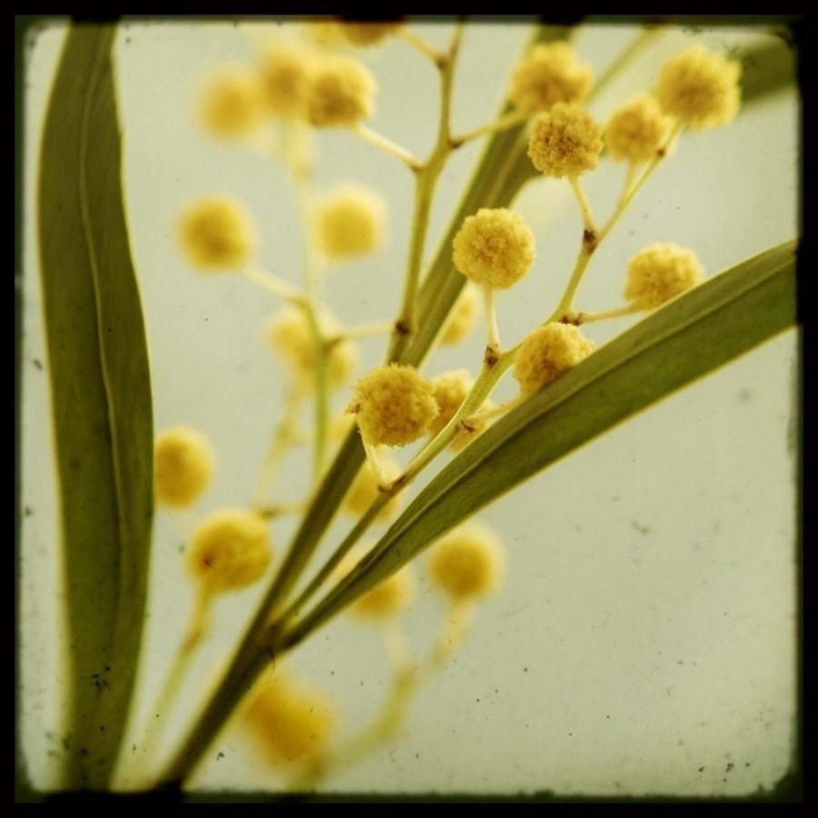 Flower Photography - TTV Flowers Print Set - Botanical Decor, Vintage Style Wall Decor, Pastel, Spring Floral Collection, Feminine, Romantic