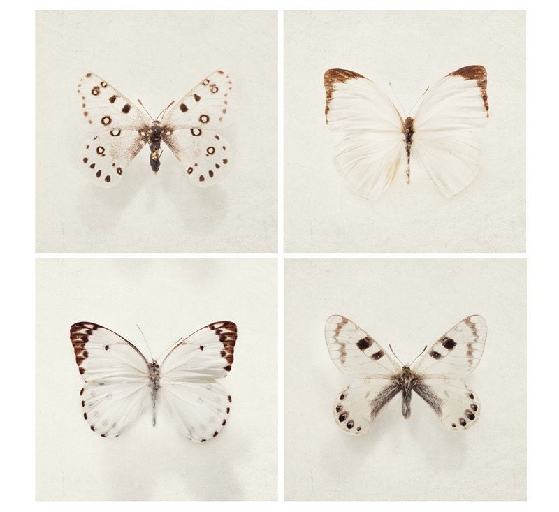 Wings - Butterfly Photography, Nature Photograph, Four 5x5 fine art prints in neutral beige and brown, Spring, White