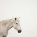 White Horse Print, Wall Decor, Ivory White, Nature Photography, Winter, Nursery Art, Baby's Room, Wild Horse, Animal - White on Whit